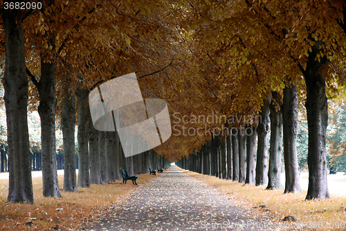 Image of Autumn landscape, Herrenhauser Allee in Hannover, Germany