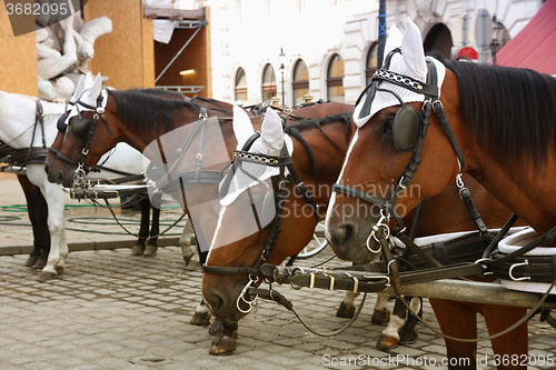 Image of Horse-driven carriage at Hofburg palace, Vienna, Austria