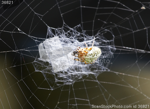 Image of Spider