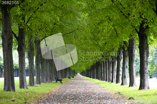 Image of Autumn landscape, Herrenhauser Allee in Hannover, Germany