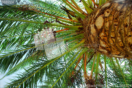 Image of Palm tree canopy