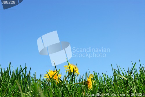 Image of Grass and sky background