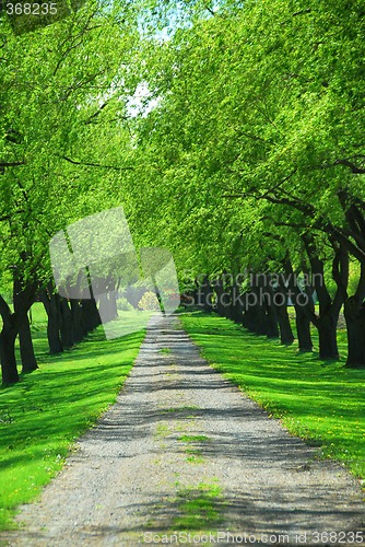Image of Green tree lane