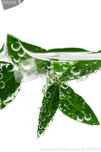 Image of Green leaves in water