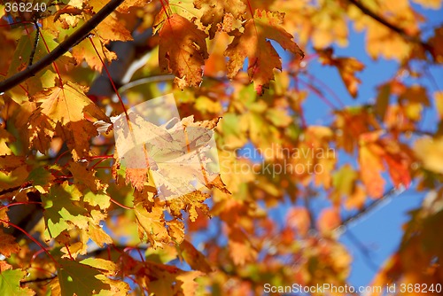 Image of Fall maple leaves
