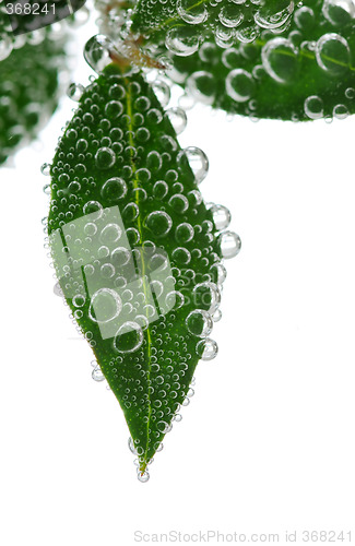 Image of Green leaves in water