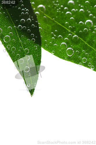 Image of Green leaves in water