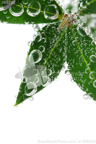 Image of Green leaves in water