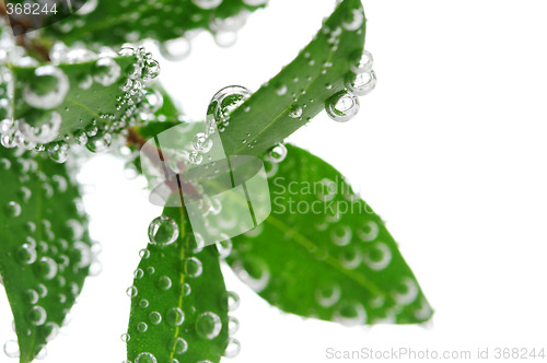 Image of Green leaves in water