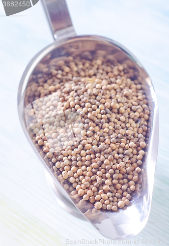 Image of coriander