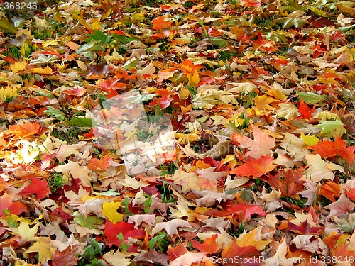 Image of Fall leaves background