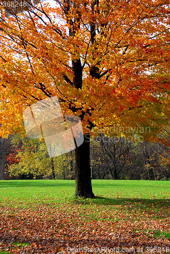 Image of Maple tree