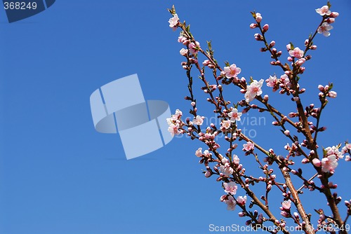 Image of Blooming peach tree