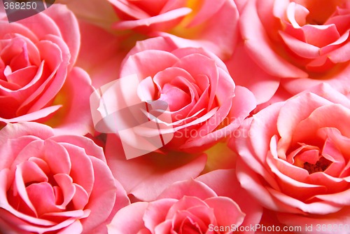 Image of Pink roses