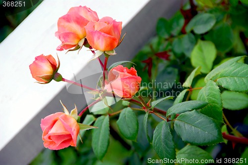 Image of Pink roses