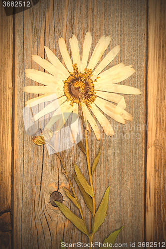 Image of pressed flower with white petals, herbarium