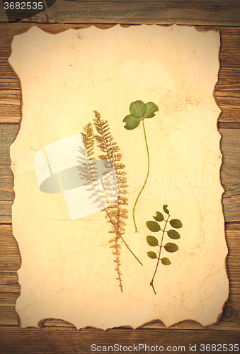 Image of pressed plant on old paper