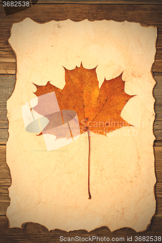 Image of maple leaf herbarium