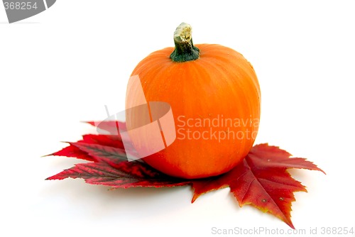 Image of Mini pumpkin