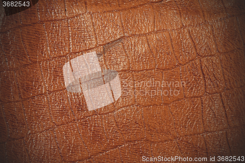 Image of crocodile skin imitation