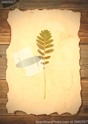 Image of pressed green summer plant