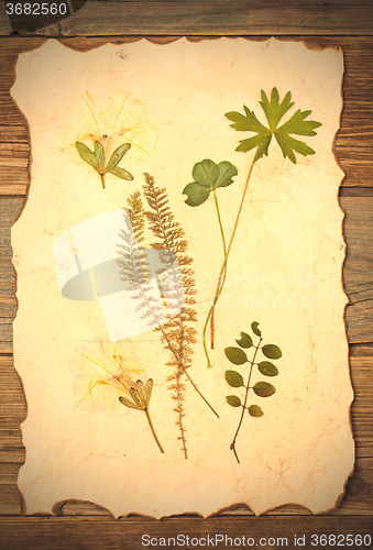 Image of plants herbarium