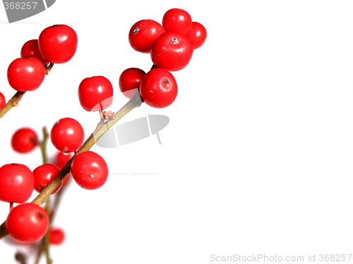 Image of Red christmas berries on white