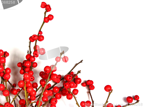 Image of Red christmas berries on white 1