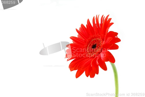 Image of Red gerbera flower