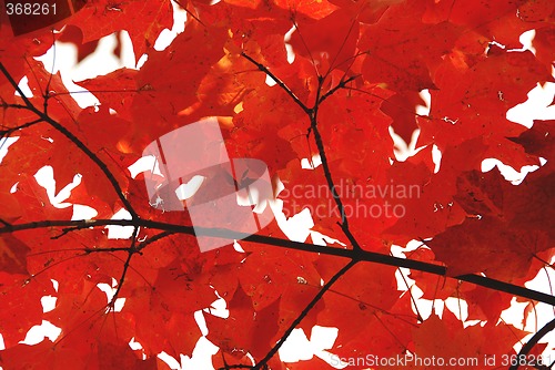 Image of Red maple leaves