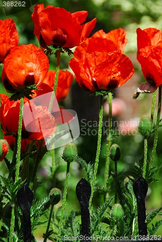 Image of Island poppies