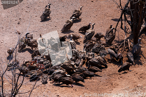 Image of flock of White backed vulture