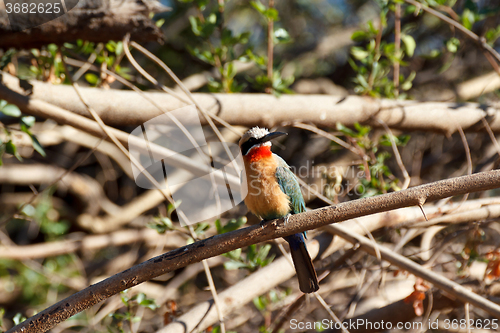 Image of White fronted Bee-eater on tree