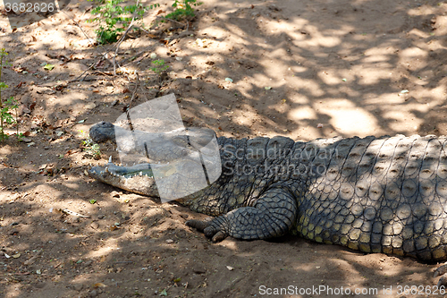 Image of Portrait of a Nile Crocodile