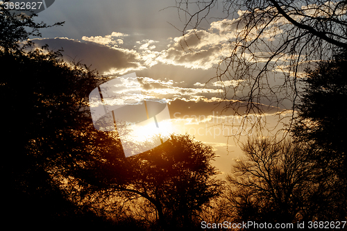 Image of African sunset with tree in front