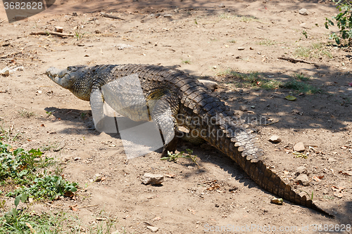 Image of Portrait of a Nile Crocodile