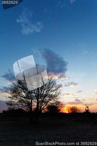 Image of African sunset with tree in front