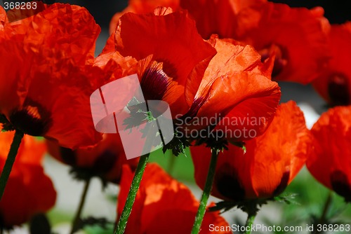 Image of Island poppies close