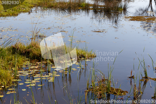 Image of landscape in the Okavango swamps