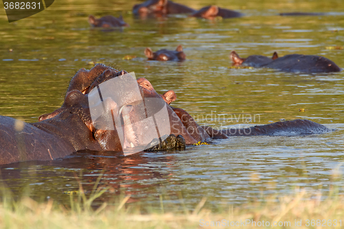 Image of Two fighting young male hippopotamus Hippopotamus