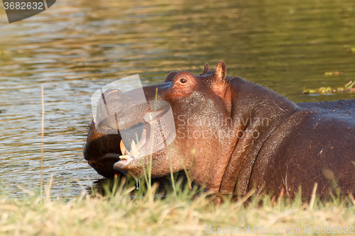 Image of Two fighting young male hippopotamus Hippopotamus