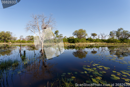 Image of landscape in the Okavango swamps