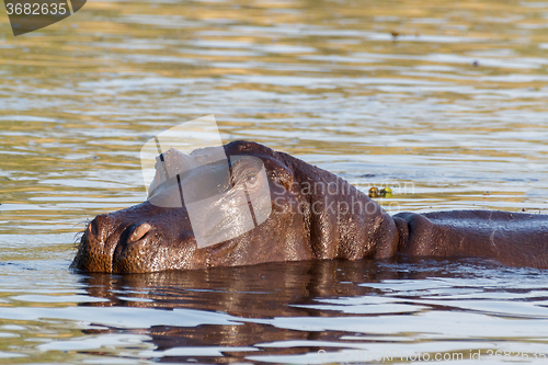 Image of portrait of Hippo Hippopotamus Hippopotamus