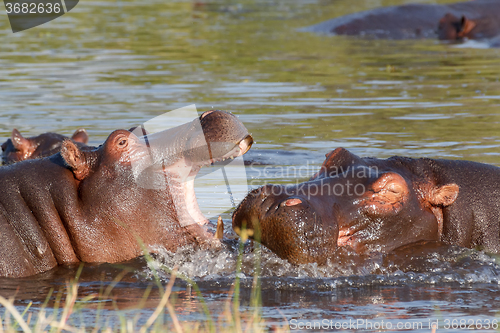 Image of Two fighting young male hippopotamus Hippopotamus