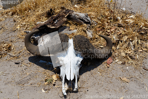 Image of buffalo skull in Okavango delta landscape