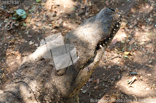 Image of Portrait of a Nile Crocodile