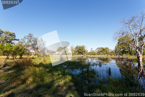 Image of landscape in the Okavango swamps
