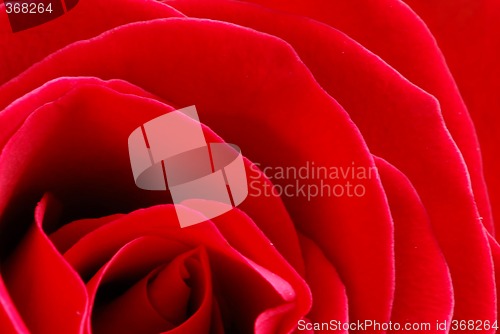 Image of Red rose