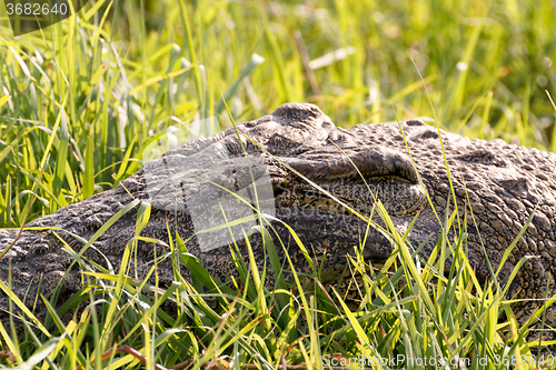 Image of Portrait of a Nile Crocodile