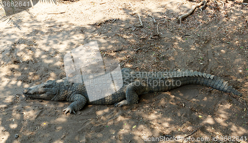 Image of Portrait of a Nile Crocodile